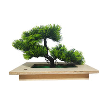 Box Garden Bonsai