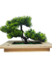 Box Garden Bonsai